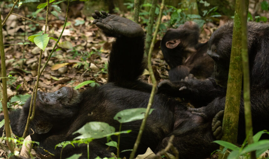 Mgahinga Gorilla National Park: A Hidden Gem in Uganda