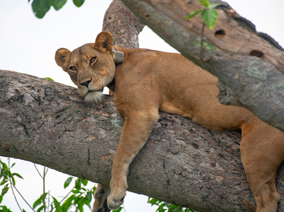 The Fascinating Tree-Climbing Lions of Uganda