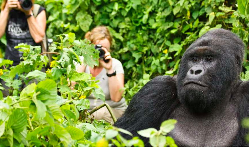 3-Day Rwanda Affordable Gorilla & Golden Monkey Trekking