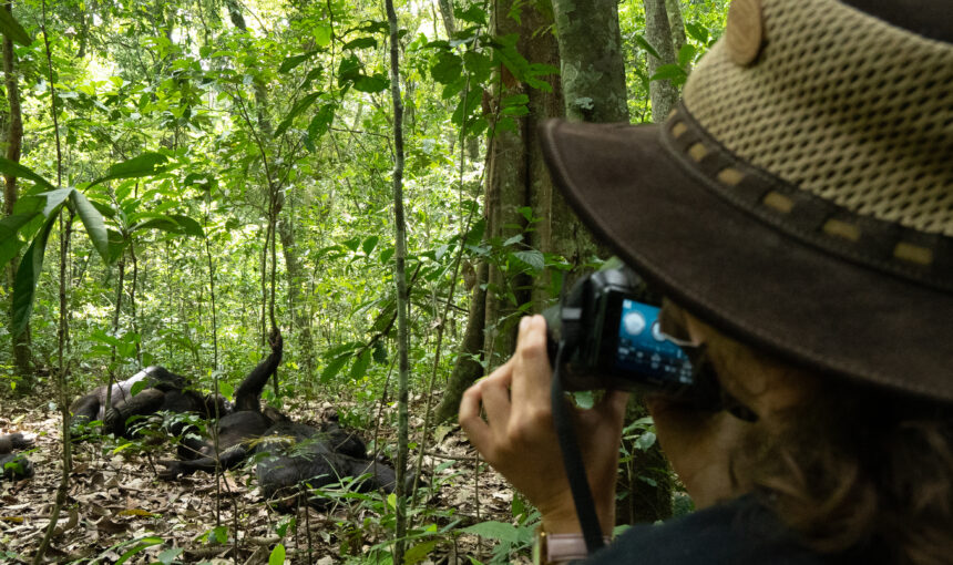 The Ultimate Guide to Gorilla Trekking in Uganda and Rwanda