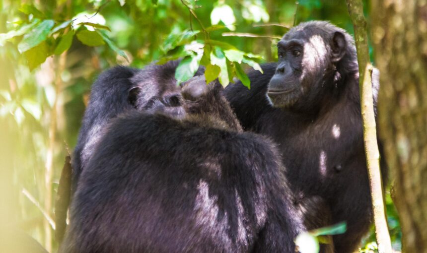 3-Day Kibale Forest Chimpanzee Trekking Safari