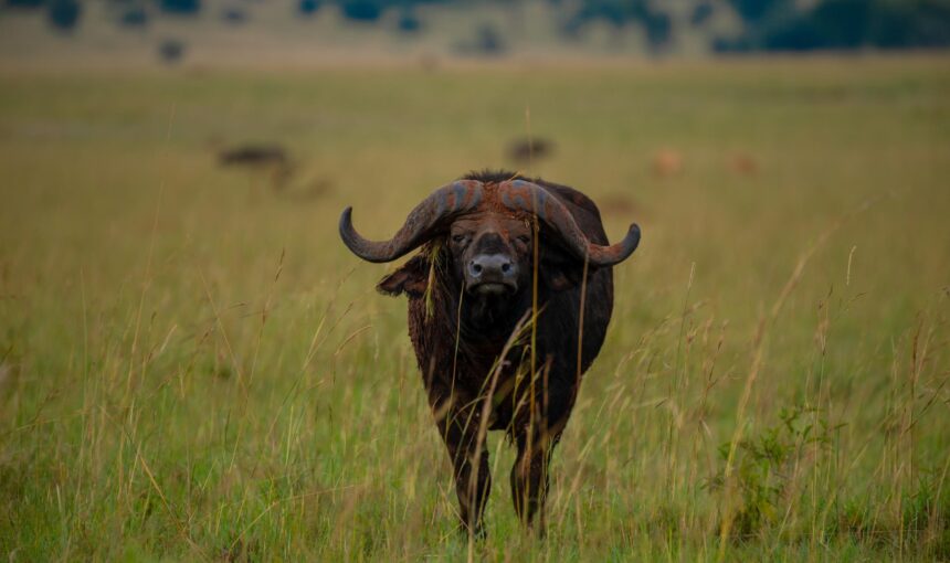 3-Day Safari at Kidepo Valley National Park